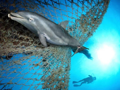 Delfīns iepinies tīklos
